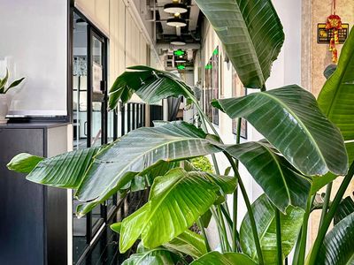 Green plants in a modern office environment